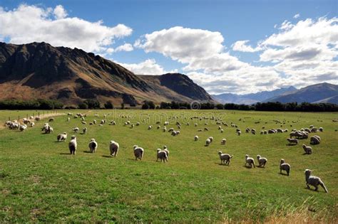 Sheep Farm In New Zealand Stock Photography - Image: 25537632