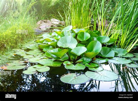 Artificial decorative pond in the garden with living aquatic plants ...