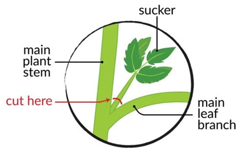 Tomato Pruning – Wisconsin Horticulture