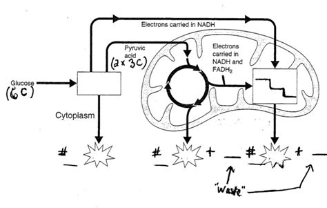 Cellular Respiration Diagram Labeled