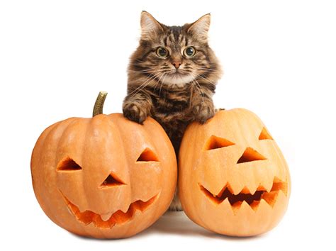 Spook-tastic Cat Names For Halloween - CatGazette