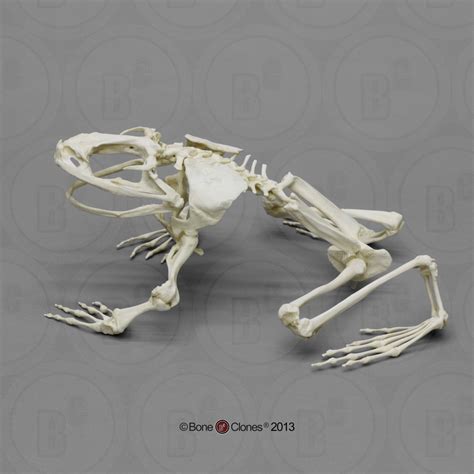 Articulated Goliath Frog Skeleton - Bone Clones, Inc. - Osteological Reproductions | Animal ...