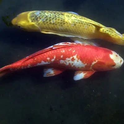 Guide to Kohaku Koi (Pics & Facts) - Pond Informer