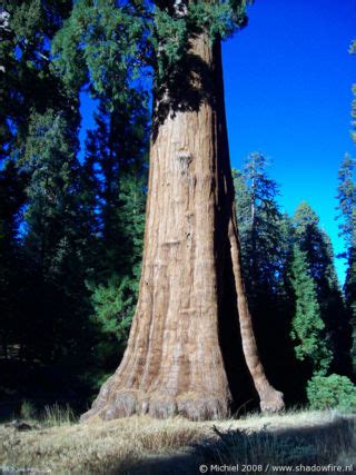 giant forest museum - photography | Shadowfire.nl world photos