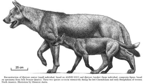 Extinction around the world: Honshū Wolf and Epicyon Haydeni | Extinct ...