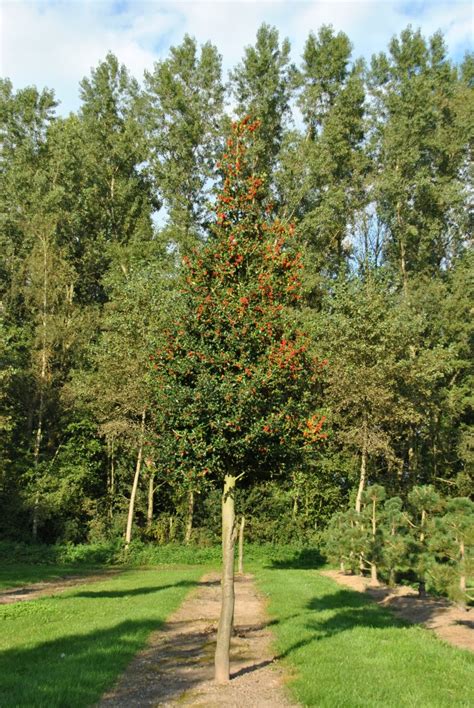 Ilex aquifolium | Common holly, English holly - Van den Berk Nurseries