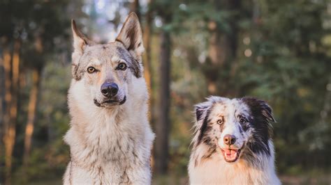 Are dogs smarter than wolves? | Live Science