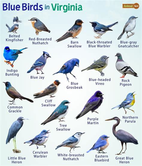 Blue Birds in Virginia – Facts, List, Pictures