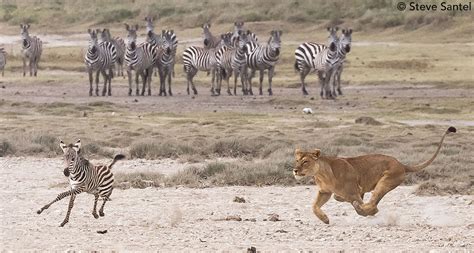 Zebra Foal Escapes Lions | Max Waugh