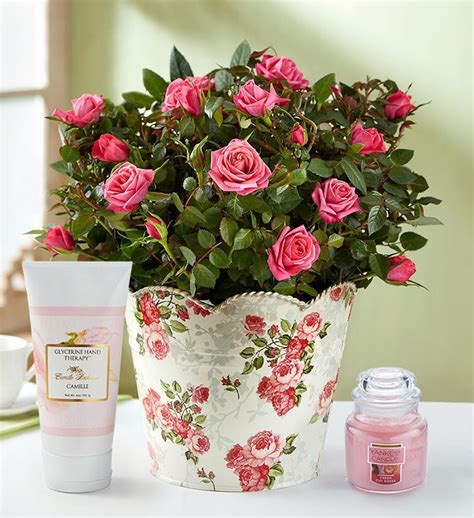 Classic Budding Rose Plant | 1800Flowers.com - 101980