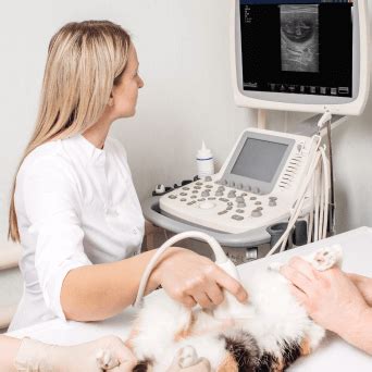 Pet Ultrasound Near Me 77095 - Copperfield Animal Clinic