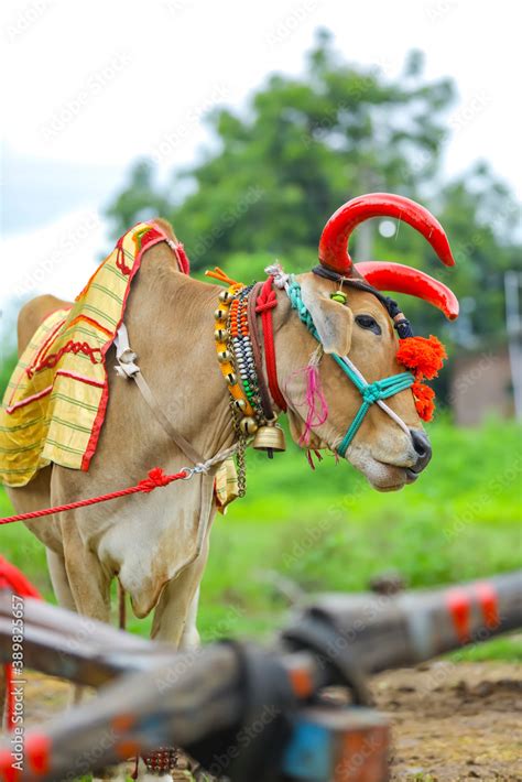 Indian pola festival , Pola is a festival respecting bulls and oxen which is celebrated by ...