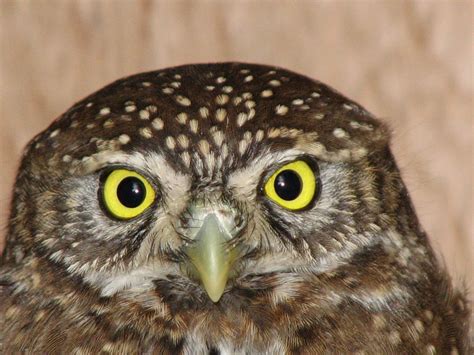 Pygmy Owl HC 2009 (4) | Wolf Hollow Wildlife Rehabilitation Center