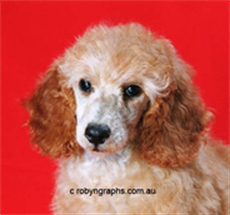 Beautiful puppies for sale at SunshineStar Poodles in Jandowae in Qld