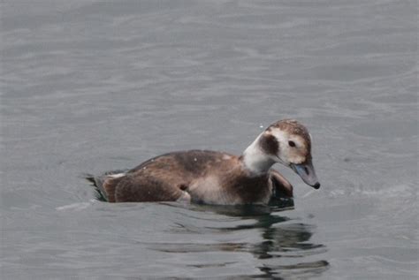 Long-tailed Duck female - My Edmonds News