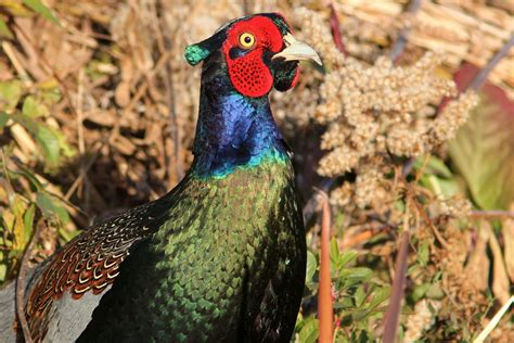 Green Pheasant - The National Bird of Japan National Bird Of Japan, World Birds, Game Birds ...