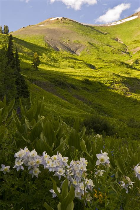 _DNB0330-NW – Crested Butte Wildflower Festival