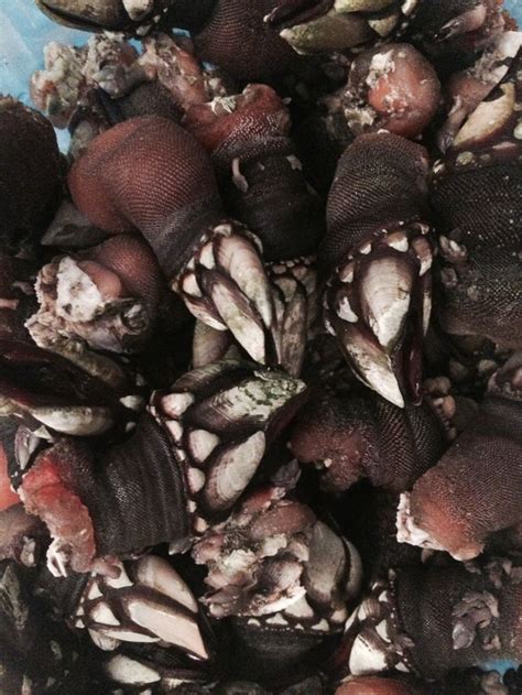 Percebes...