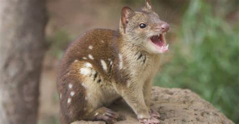 Quoll - A-Z Animals