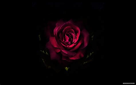 Minimalist Rose Wallpapers - 4k, HD Minimalist Rose Backgrounds on ...