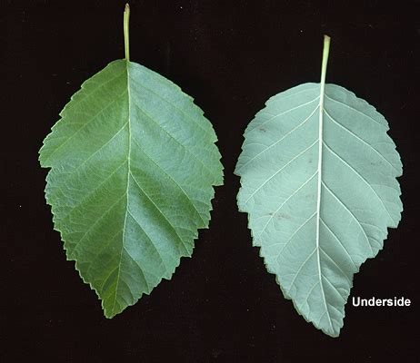 Alnus rubra | Landscape Plants | Oregon State University