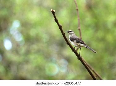 Northern Mockingbird On Lookout Predators His Stock Photo 620063477 | Shutterstock