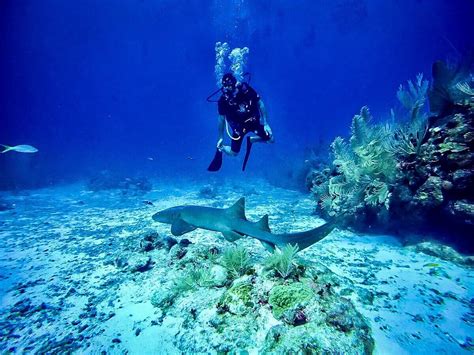 Scuba Diving in Belize: Top Dive Sites & Info | Two Wandering Soles