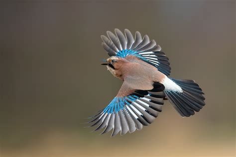 Jay Bird Facts | Garrulus Glandarius