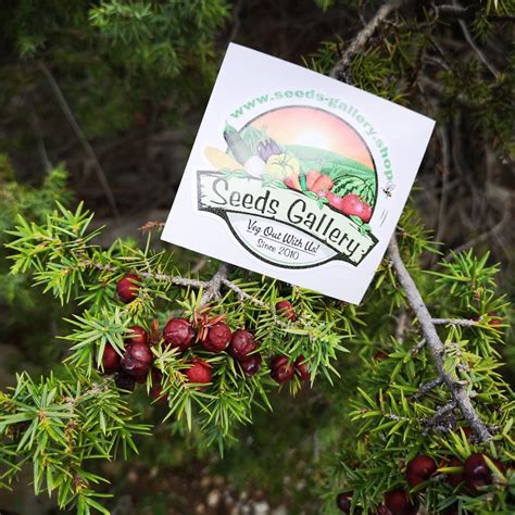 Juniper Berry Seeds (Juniperus communis) - Price €1.95