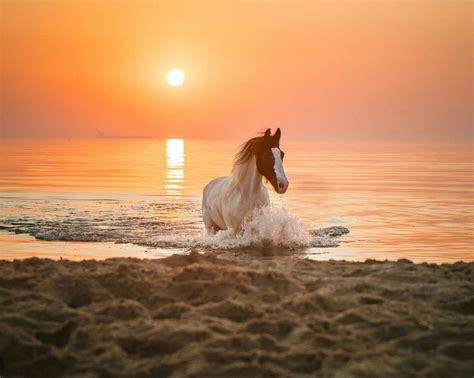 #horse #beach #sunset | Pferde, Pferdefotografie, Pferde bilder