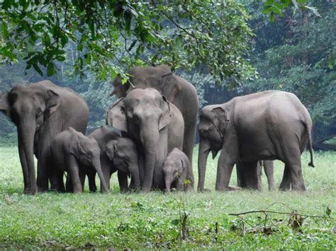 Dandeli Wildlife Sanctuary – Kaziranga National Park and Tiger Reserve ~ Tour Packages & Safari ...