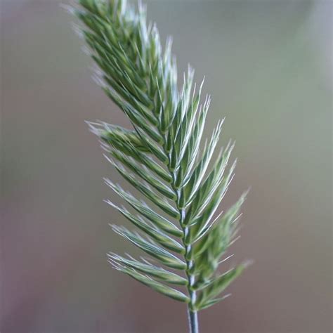 Ornamental Grass Seed - Etsy