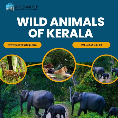 Wild Animals of Kerala: A Marvelous Journey into Nature’s Bounty | by ...