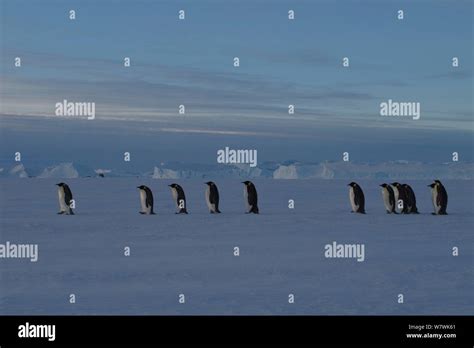 Emperor penguin egg hi-res stock photography and images - Alamy