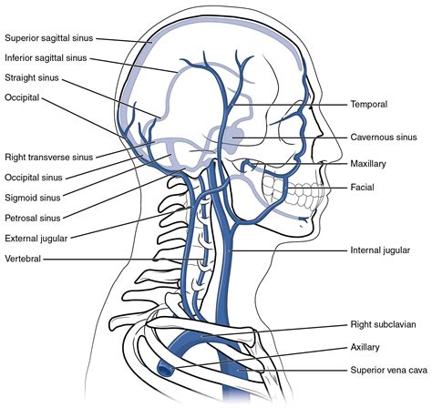 Anatomy and physiology, Physiology, Human anatomy and physiology