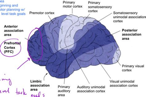 10. Prefrontal Cortex & Emotions Flashcards | Quizlet