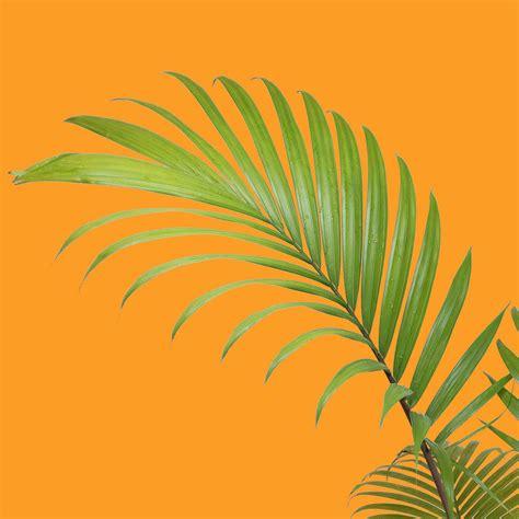Palms - Arecacaea – PlantHouse