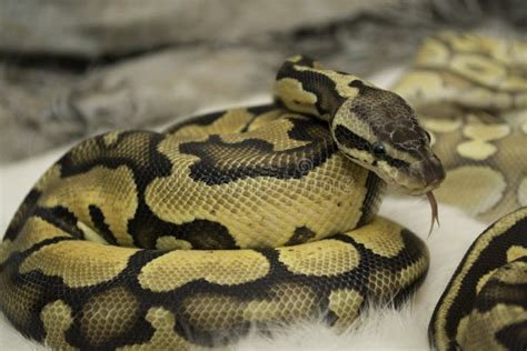 Ball Python Tongue