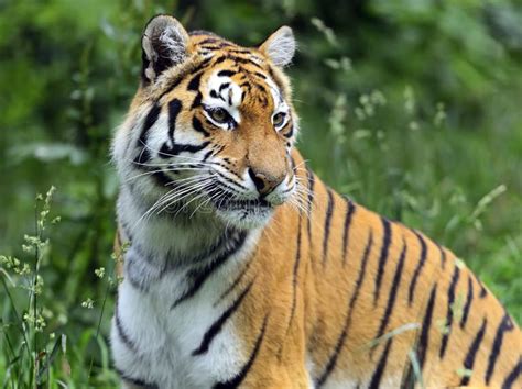 Amur Tiger stock image. Image of tiger, portrait, themes - 42990193