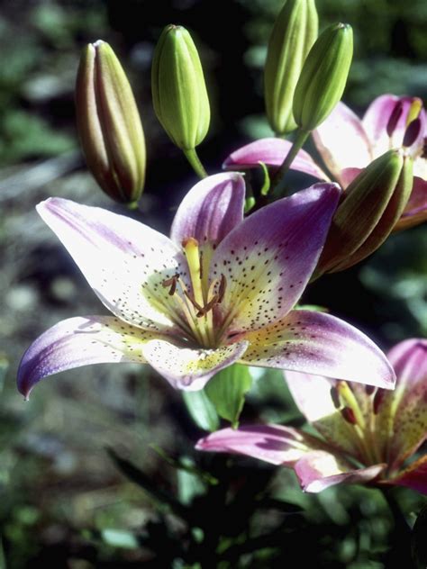 Can You Cut Lilies Down After They Bloom? | Home Guides | SF Gate