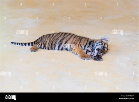 Tiger Sleeping Stock Photos & Tiger Sleeping Stock Images - Alamy