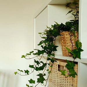 English Ivy: A Stunning Houseplant for Every Home - Ames Farm Center