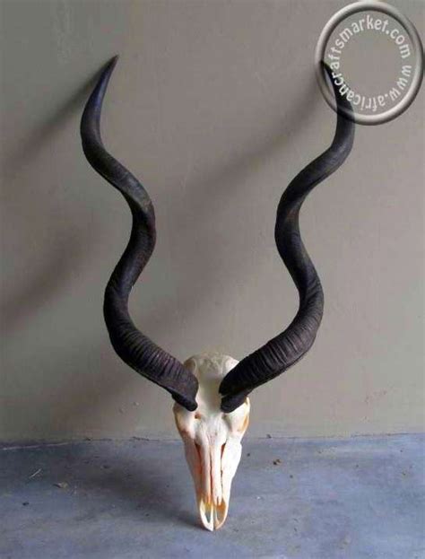 African Kudu skull and horns