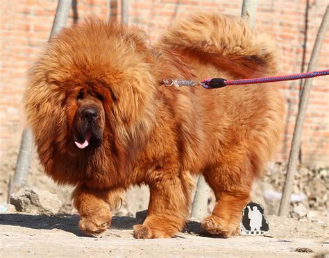 tasaweer: Tibetan Mastiff