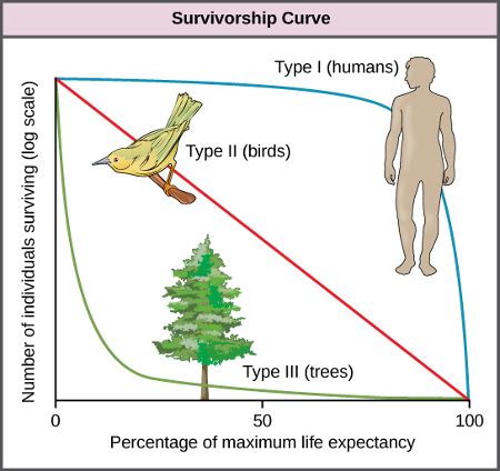 Survivorship Curve Definition, Types & Examples - Lesson | Study.com