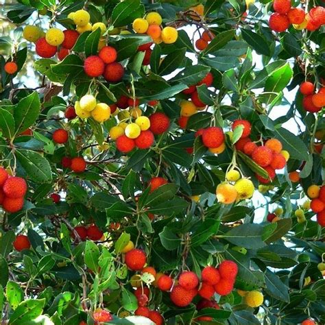 Arbutus Unedo - Strawberry Tree