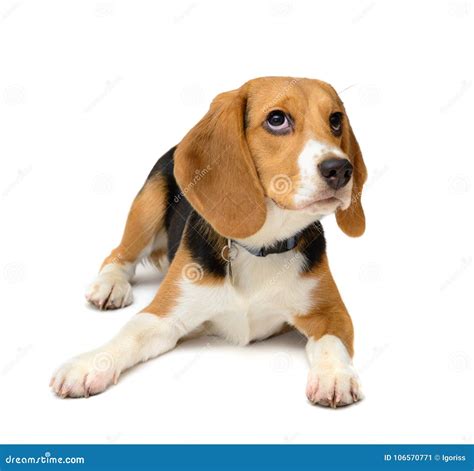 Beagle Puppy Dog Isolated on a White Background Stock Image - Image of ...