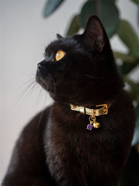 Cheshire & Wain | Cat Collars - Buy Breakaway Safety Collars Online – Tagged "Colour Pop"