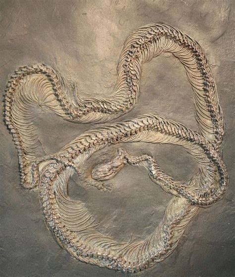 Fossil Eocene snake 48 million years old Display at the Messel Museum Southern Germany | Fossil ...