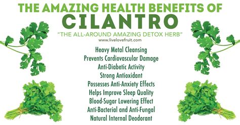 9 Incredible Health Benefits of Cilantro - Live Love Fruit